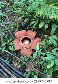 The Rafflesia Arnoldi From Indonesia