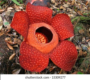 rafflesia parazita vagy sem)