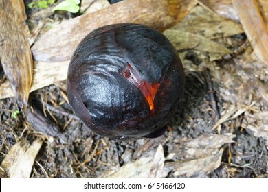 Rafflesia Biggest Flower World Ranau Sabah Stock Photo 645466420 ...