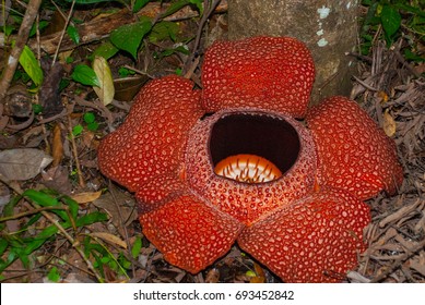 biggest flower in the world malaysia