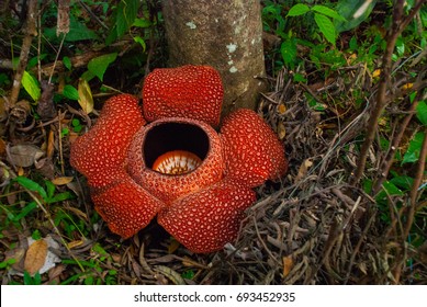 rafflesia parazita vagy sem