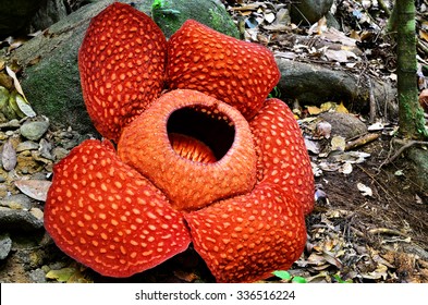 5,531 The national flower of indonesia Images, Stock Photos & Vectors ...