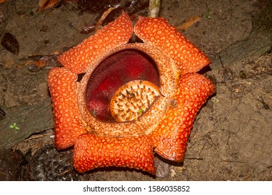 Rafflesia Parasitic Plant From Sabah Borneo