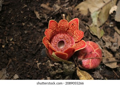 Rafflesia or Sapria himalayana, a root parasitic plant that is exceptionally beautiful, found in Northern Thailand.