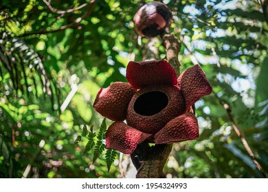 85 Raflesia flower Images, Stock Photos & Vectors | Shutterstock