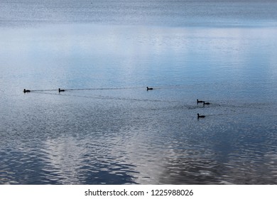 A Raft Of Ducks Paddling Through The Water Of Lake Samsonvale At Bullocky Rest In Queensland, Australia. 