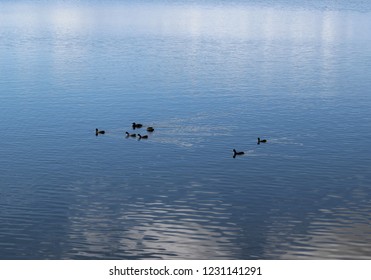 A Raft Of Ducks Paddling Through The Water Of Lake Samsonvale At Bullocky Rest In Queensland, Australia. 