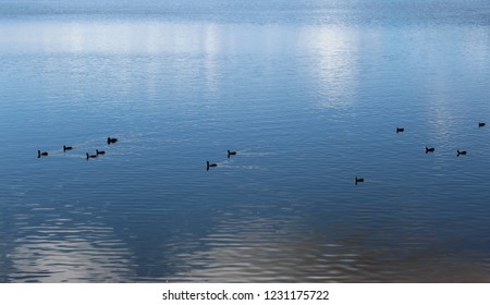 A Raft Of Ducks Paddling Through The Water Of Lake Samsonvale At Bullocky Rest In Queensland, Australia. 