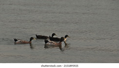 A raft or paddling of colorful ducks swimming in the water of Kasarsai Dam, a popular tourist place located in Pune, Maharashtra, India