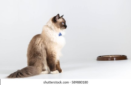 Rag Doll Cat On A White Background