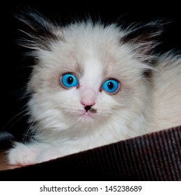 Rag Doll Kitten