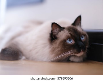 Rag Doll Longhair Cat With Blue Eyes Hunting At Home