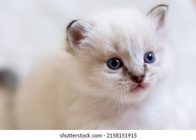 560 Blue Mitted Ragdoll Cat Images Stock Photos Vectors Shutterstock