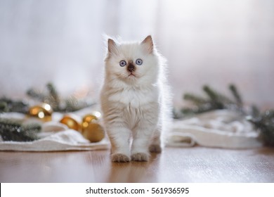 1000 Ragdoll Cat Seal Point Stock Images Photos Vectors