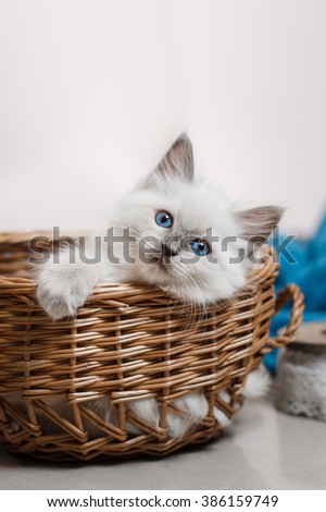 Ragdoll blue point little kitten on a colored background studio