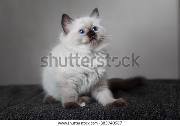 Ragdoll Blue Point Little Kitten On Stock Photo Edit Now