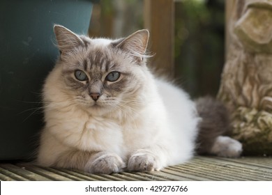 Ragdoll Cat