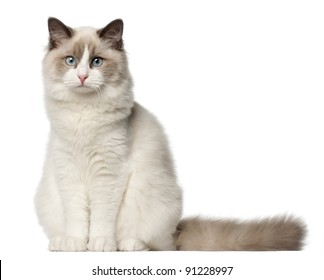 Ragdoll Cat, 6 Months Old, Sitting In Front Of White Background