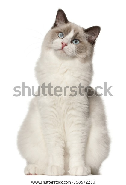 Ragdoll Cat 6 Months Old Sitting Stock Photo 758672230 | Shutterstock