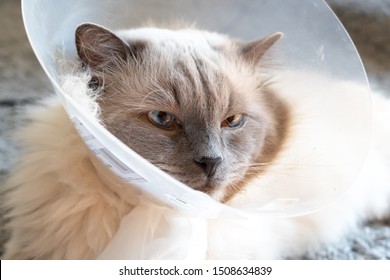 cat pica after surgery