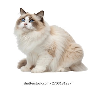Ragdoll Cat with Aggressive Expression Blue Eyes and Soft Fur Studio Shot Isolated on White Background.