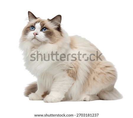 Ragdoll Cat with Aggressive Expression Blue Eyes and Soft Fur Studio Shot Isolated on White Background.