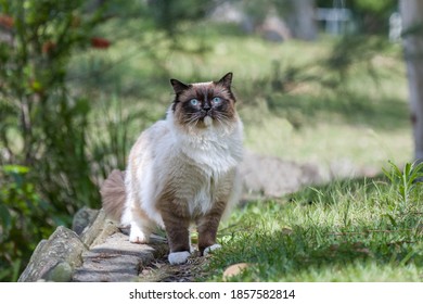 Ragdoll cat with blue eyes standing outdoors in nature