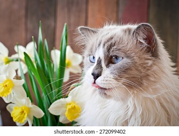 Beautiful Kitten Ragdoll Vase 图片、库存照片和矢量图 Shutterstock