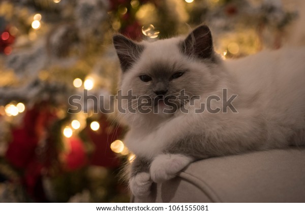 Ragdoll Cat Christmas Tree Background Bokeh Stock Photo Edit Now