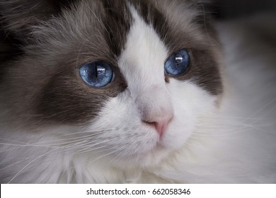 Ragdoll Cat Close-up