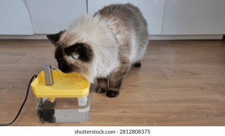 Ragdoll cat drinking water from a floor-based pet fountain placed in a modern indoor living space with soft natural lighting