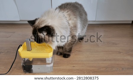 Ragdoll cat drinking water from a floor-based pet fountain placed in a modern indoor living space with soft natural lighting