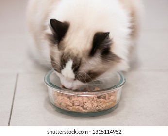 A Ragdoll Cat Eating Dry Food