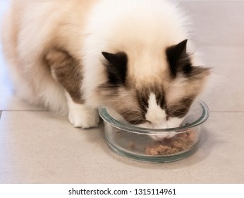 A Ragdoll Cat Eating Dry Food