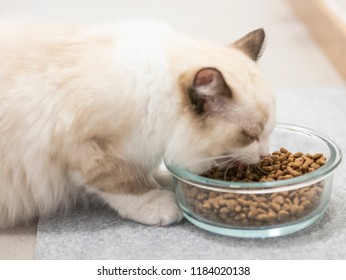 A Ragdoll Cat Eating Cat Food