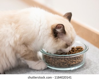 A Ragdoll Cat Eating Cat Food