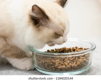 A Ragdoll Cat Eating Cat Food