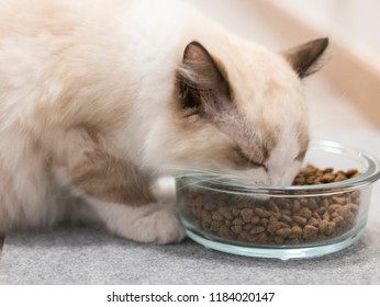 A Ragdoll Cat Eating Cat Food