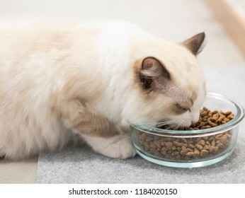 A Ragdoll Cat Eating Cat Food