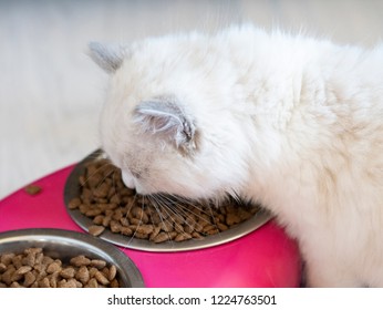 A Ragdoll Cat Eating Cat Food