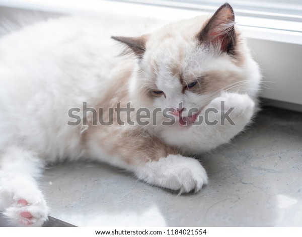 ragdoll grooming