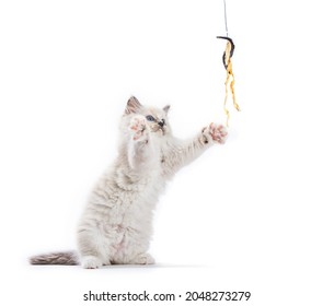 Ragdoll Cat Kitten Playing With Catfish Rod. Isolated On White