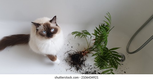 Ragdoll Cat Looking Guilty Next To Destroyed Plant In The Bath Tub