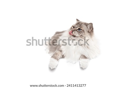 Ragdoll cat lying down isolated tongue out on white studio backgroundcopy space
