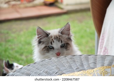 Ragdoll Cat Near Table Steal Food Indoor Outdoor