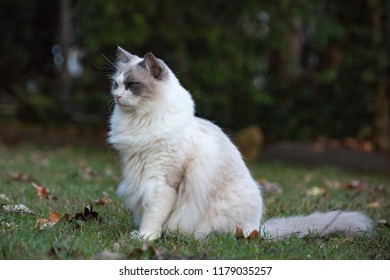 Ragdoll Cat Outside Stock Photo 1179035257 | Shutterstock