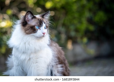 Ragdoll cat outside with harness Netherland