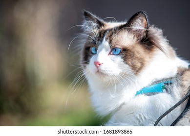 Ragdoll Cat Outside With Harness Netherland