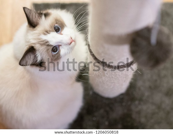 ragdoll scratching post