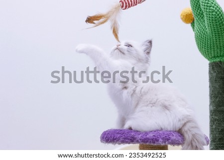 Ragdoll cat playing with cat teaser